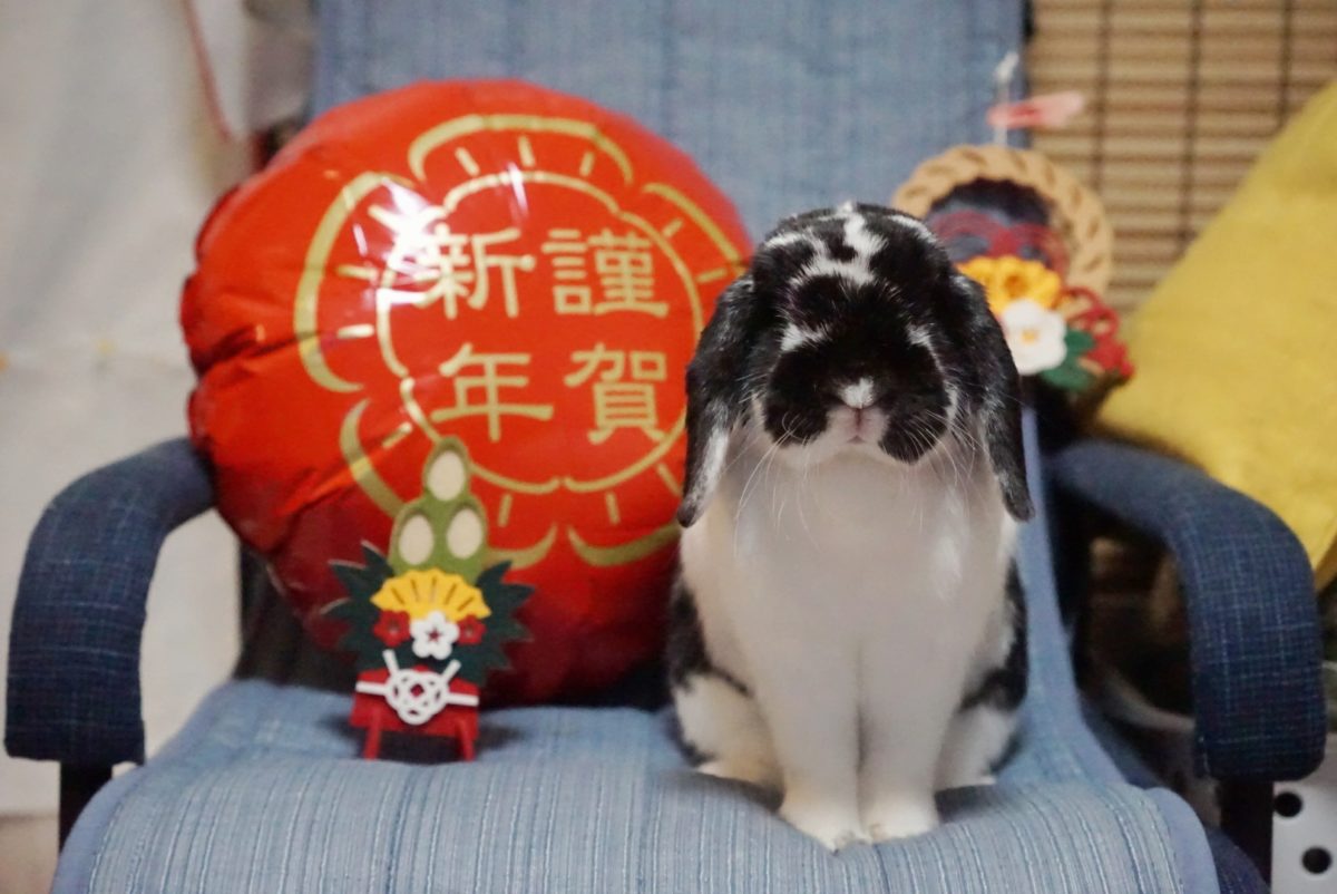 南兎さん家のひめちゃん