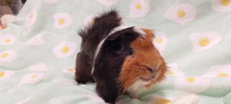 ママ子さん家のおむすび丸くん