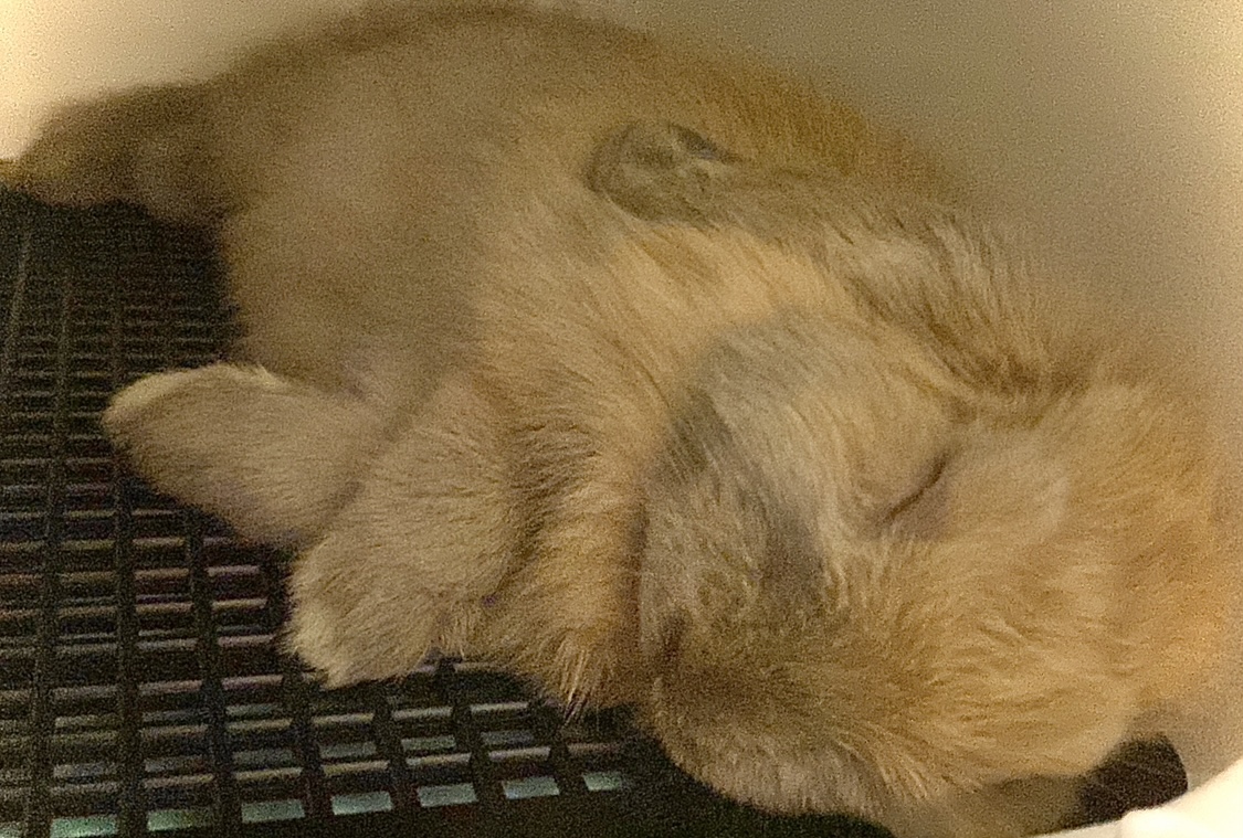 ふみみさん家のわたげちゃん
