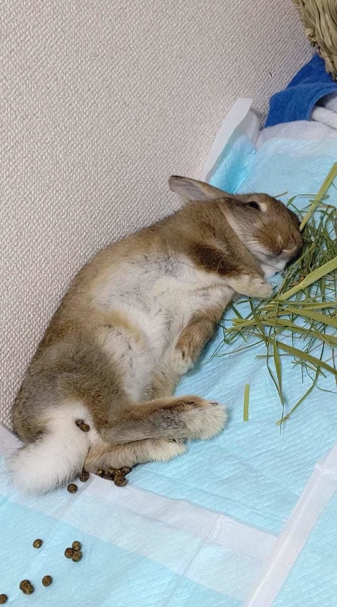 ちびさんママさん家のちびちゃん