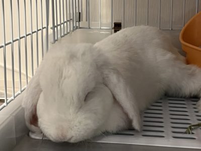 おだんごのママさん家の髙木おだんごくん