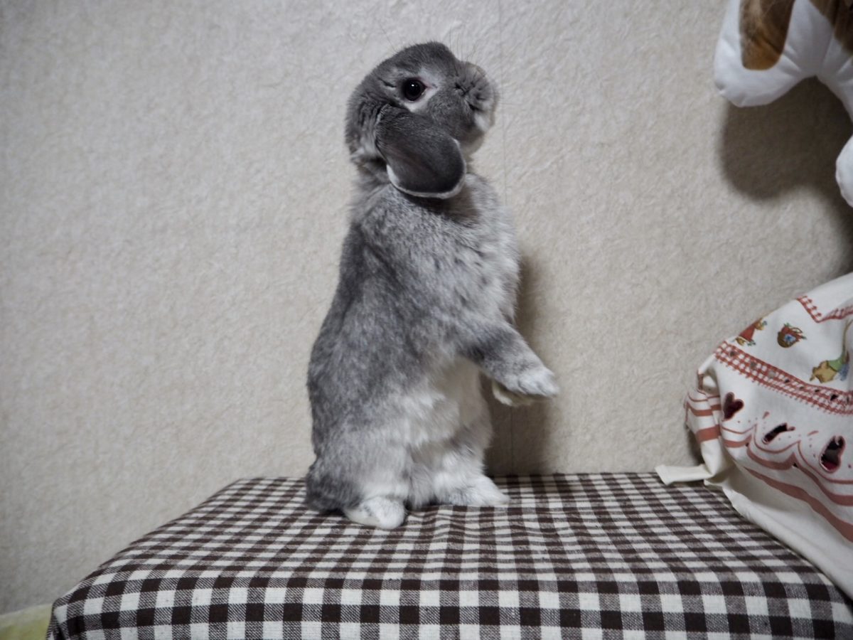 じゃっくりんさん家のるっくくん