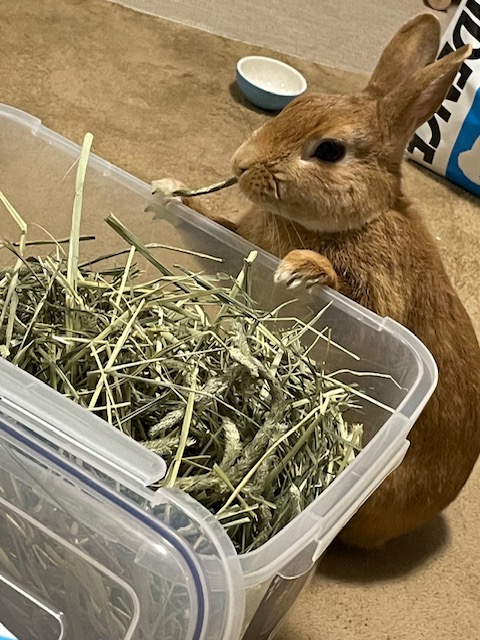 常井さん家のうさくん