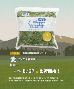 出荷情報　麦ヤング