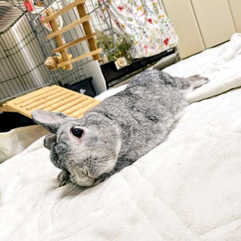 ひだまり ひまりさん家のひまりくん