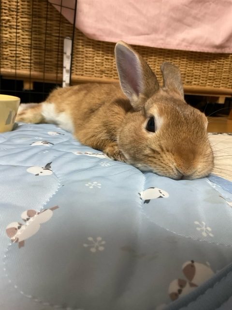 rufinさん家のむぎくん