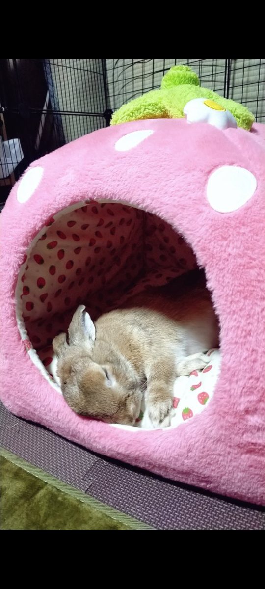 なみぽぽさん家のたんぽぽくん