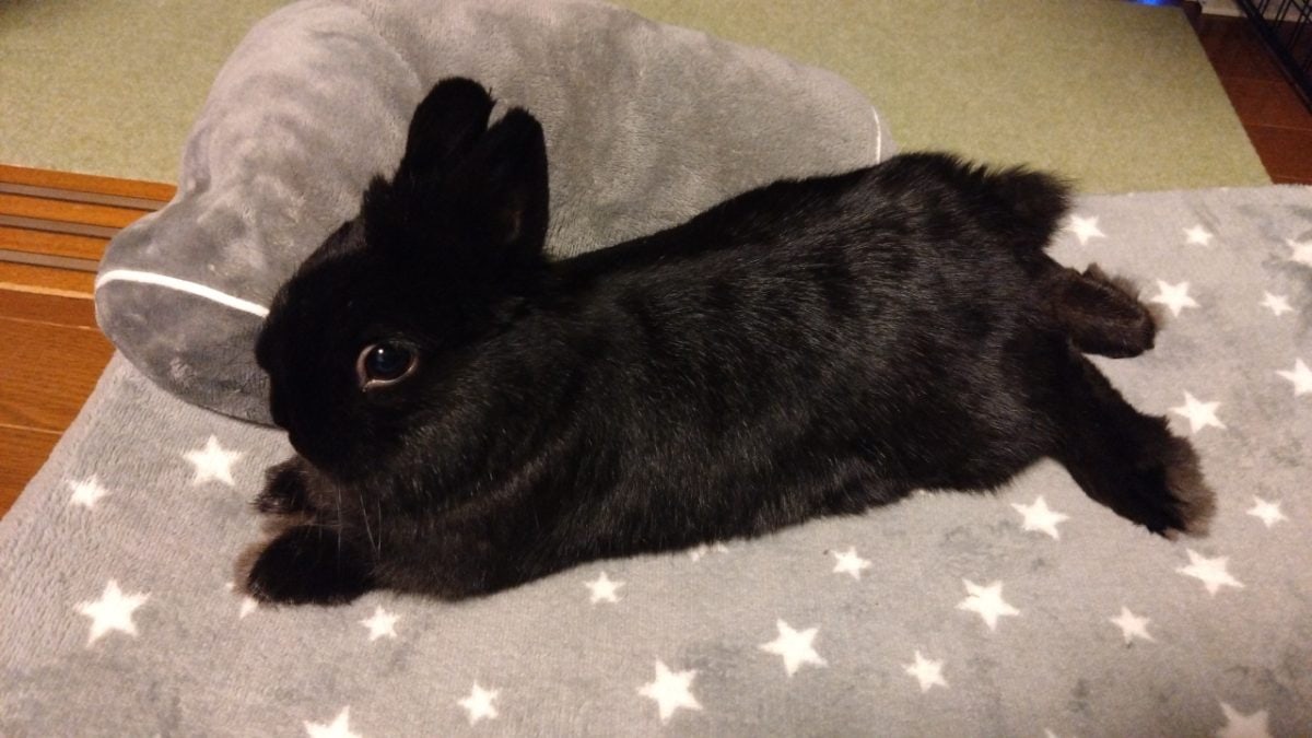 はるの飼い主さん家のはるくん