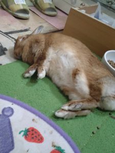 四釜さん家のモナちゃん