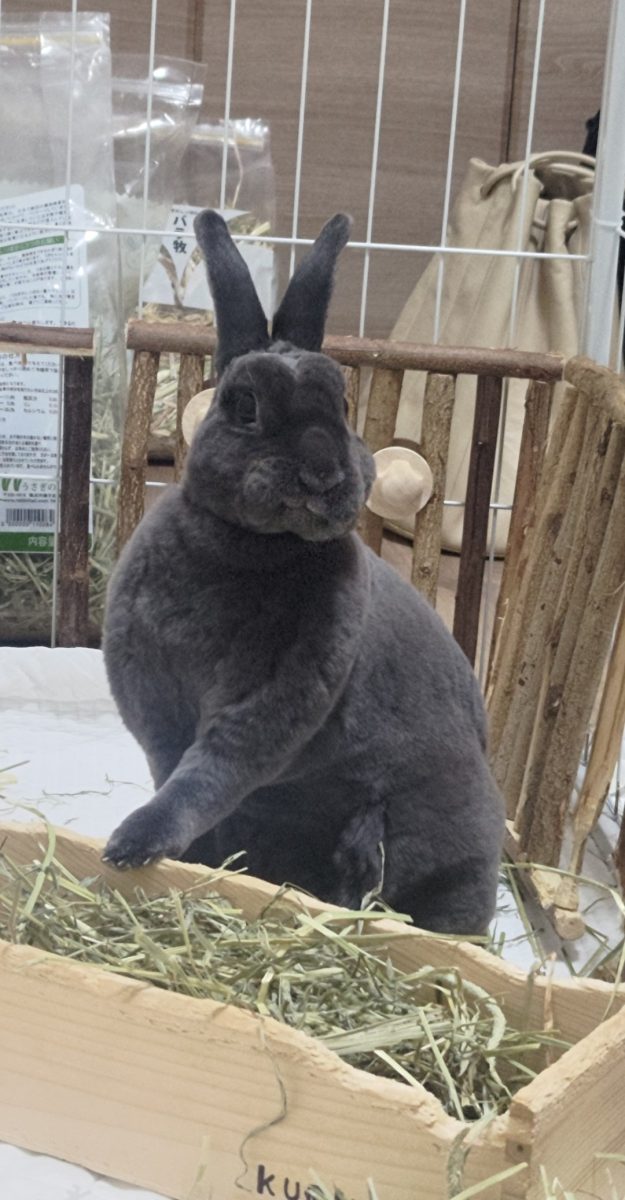 もえたろさん家のこなつちゃん