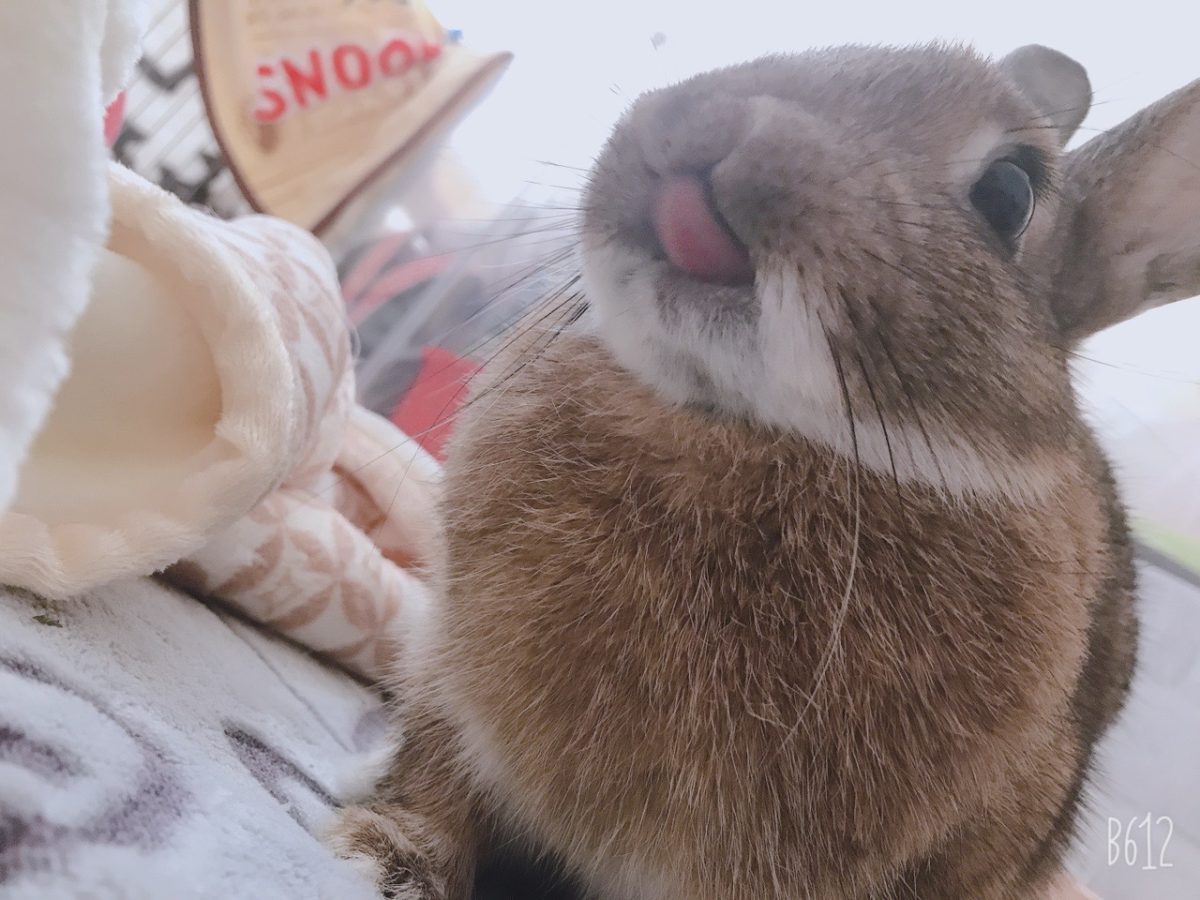 りんごママさん家のりんごちゃん