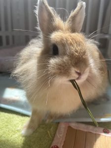 キョウさん家のジンニちゃん