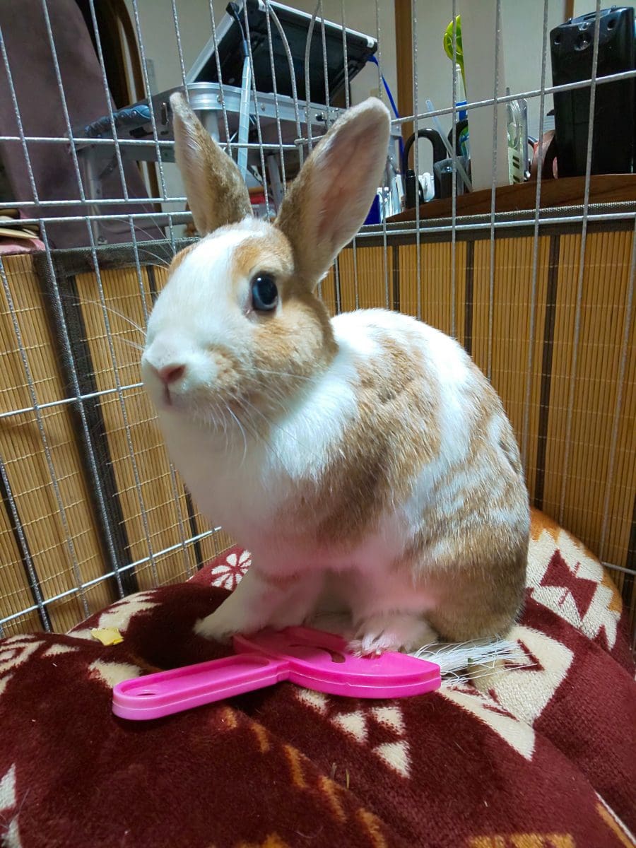 みみちゃん