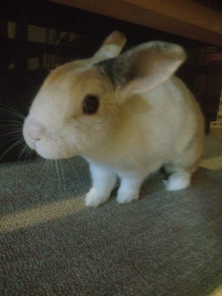 チョビちゃん