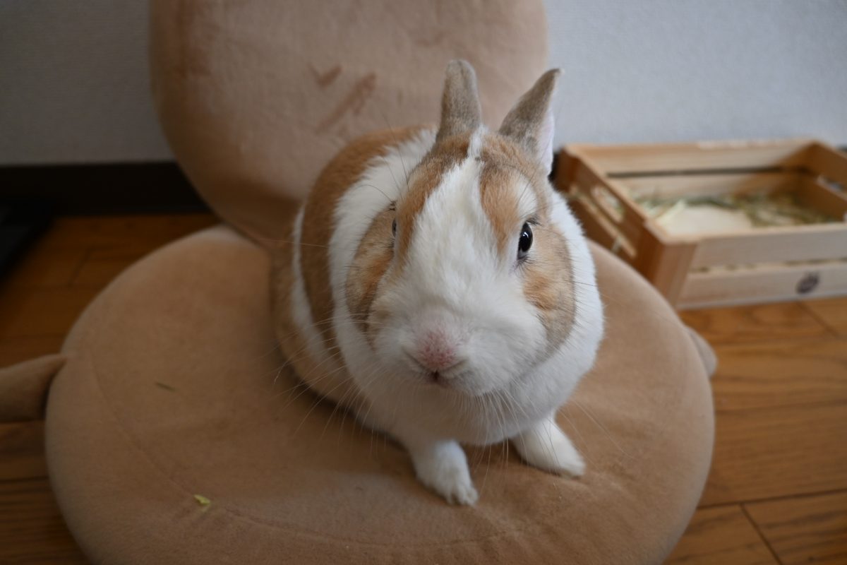 ちゅーるくん