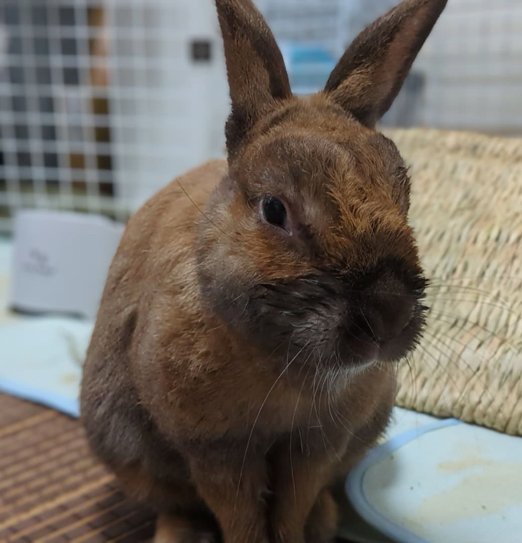 でんすけくん