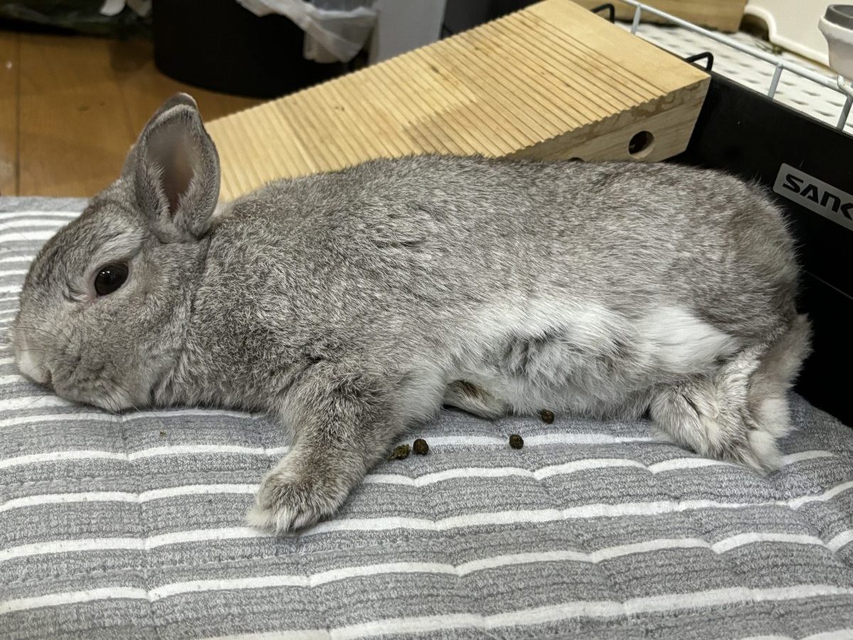 つくねくん