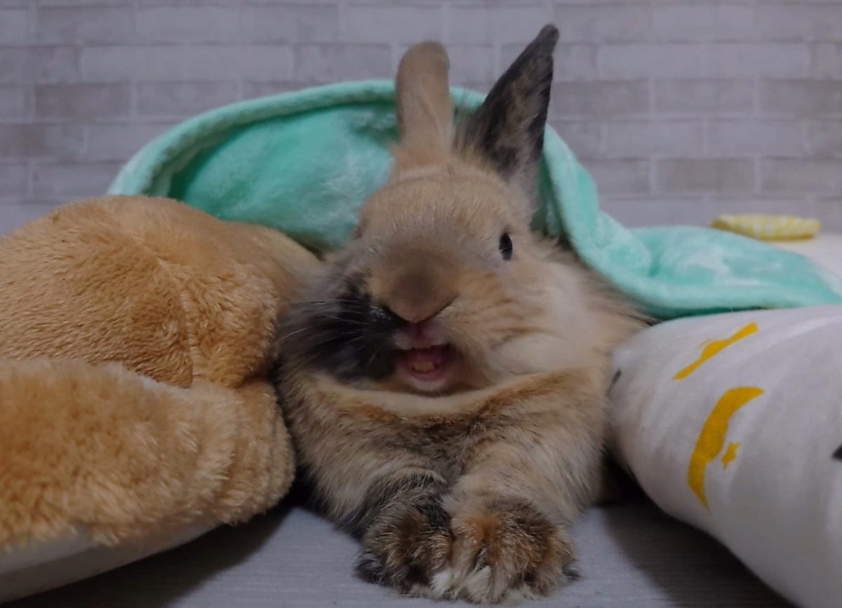福くん