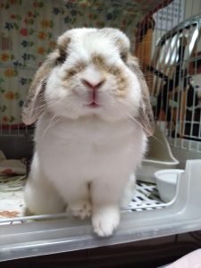 ほるるちゃん