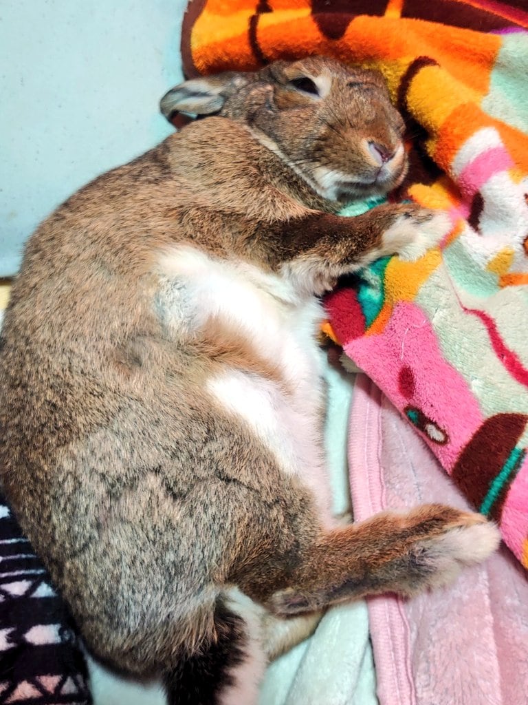うさたんちゃん