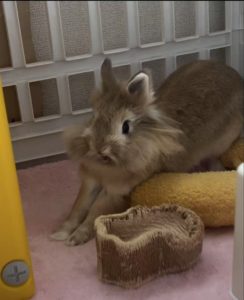 キョウ ブンシンさん家のジンニちゃん