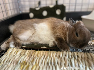 うまがさん家のきなこくん