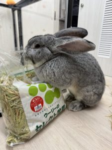 しろうくんさん家のかぼちゃくん