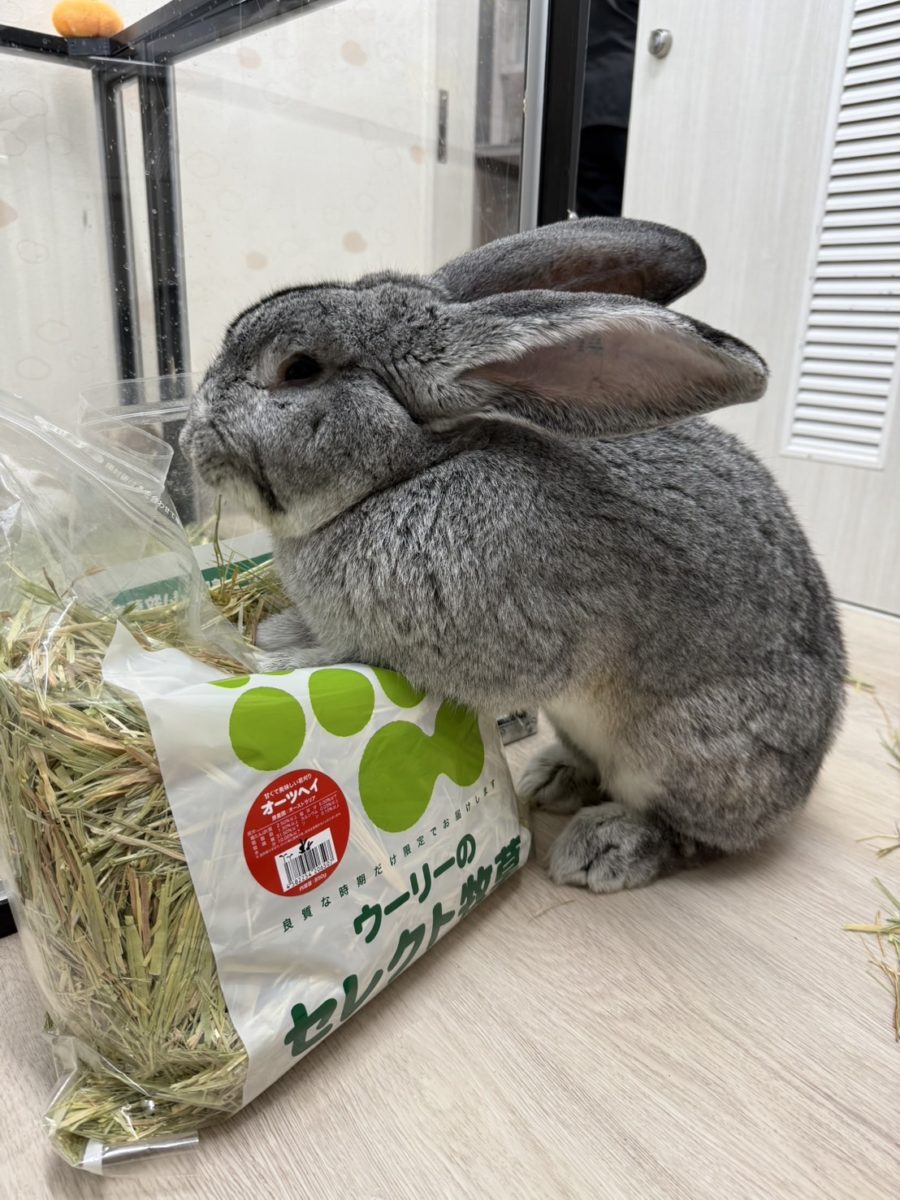 しろうくんさん家のかぼちゃくん