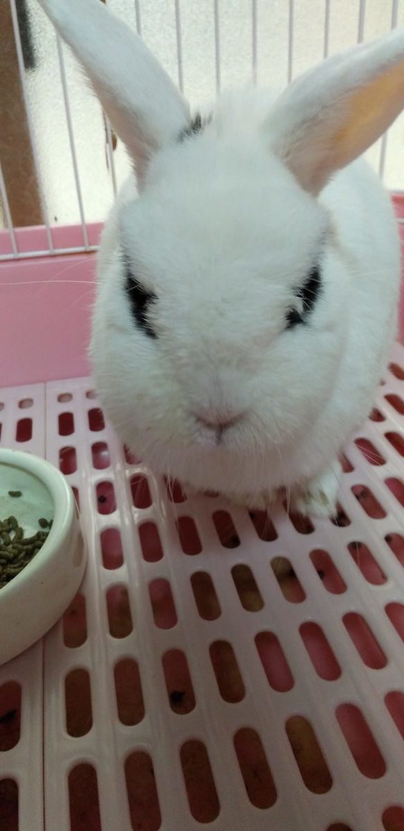 高瀬さん家のホトちゃん