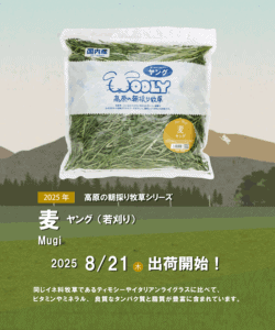 出荷情報　麦ヤング