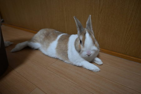 しゅんちゃんさん家のちゅーるくん