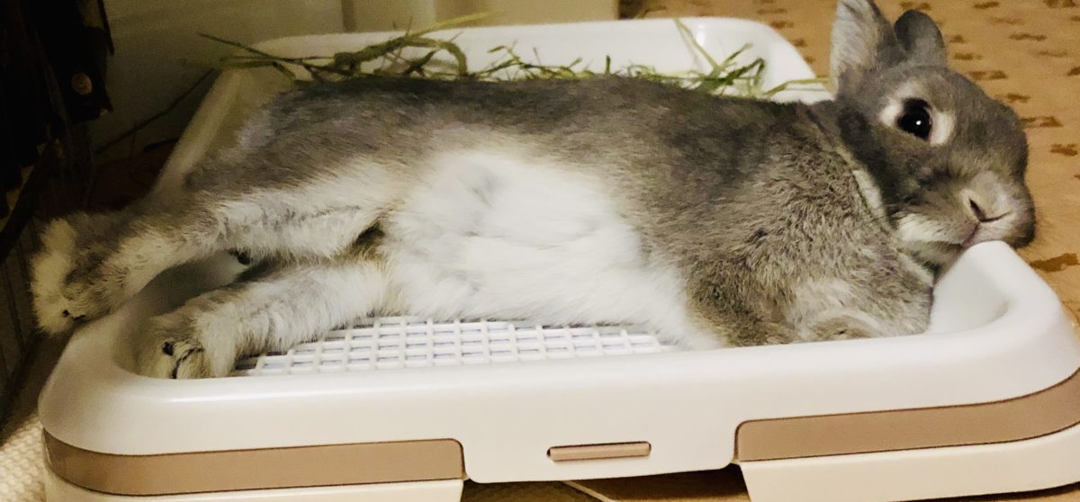 のんママさん家ののんくん