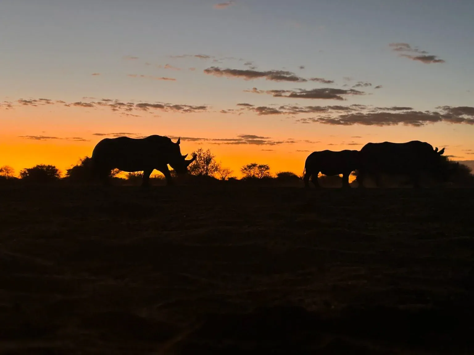 Rhinos at sunset in Namibia