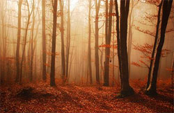 autumn-forest-in-brown autumn forest in brown