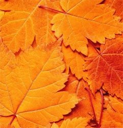 orange-leaf leaf