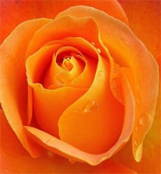 orange-roses orange roses