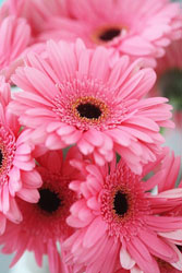pink-gerbera-flowers gerbera daisies beautiful gorgeous pretty pink flowers