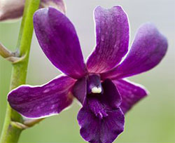 purple-flower purple flower
