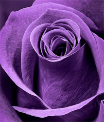 purple-rose purple rose