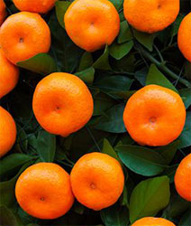 ripe oranges on the trees ripe oranges on the trees in an orchard