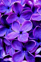 violet-flowers violet flowers