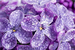 violet-lilac-flowers-with-water-droplets violet lilac flowers with water droplets