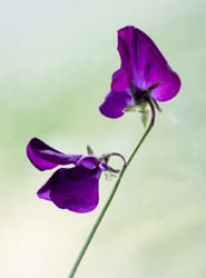 violet sweet pea violet sweet pea