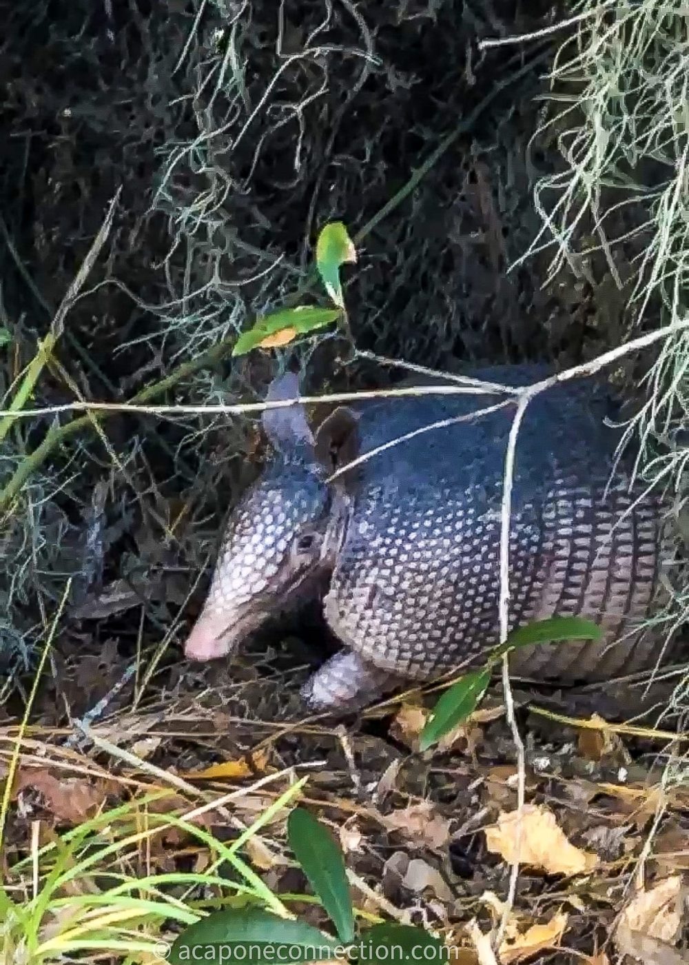 Armadillo Armadillo
