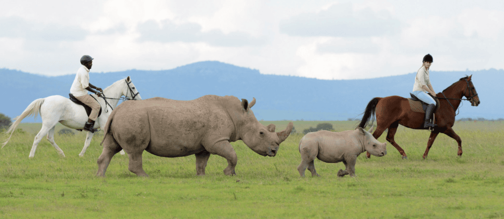 Can I See Rhinos at Ol Pejeta Conservancy?