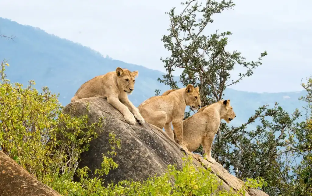 Tsavo East National Park