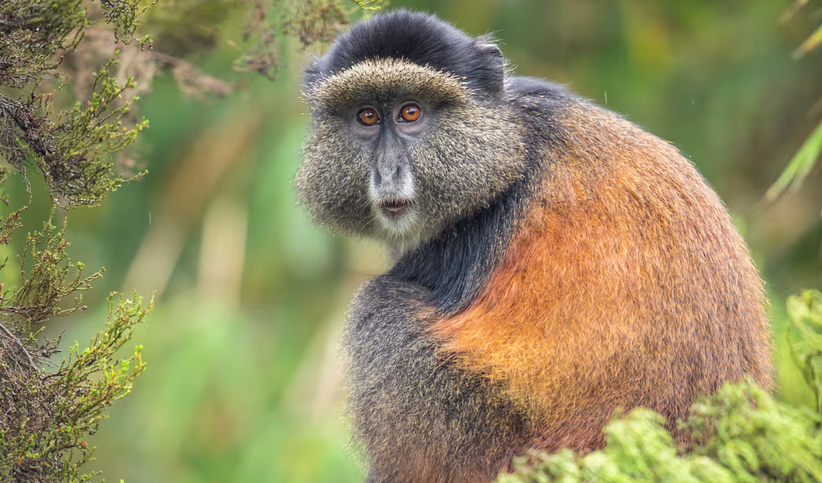 6 Days Rwanda–Uganda Primate Safari | Golden Monkeys, Gorillas & Chimps from Kigal