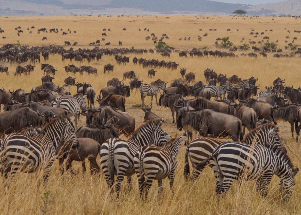 Fly-in Safari Tanzania