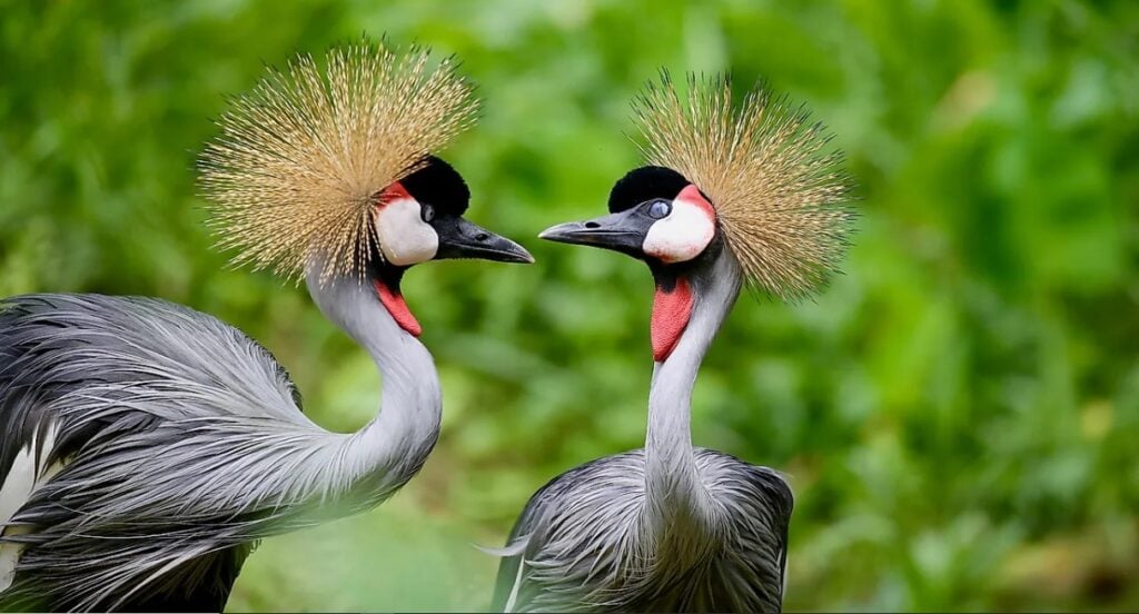 How Many Bird Species Are Found in Uganda?