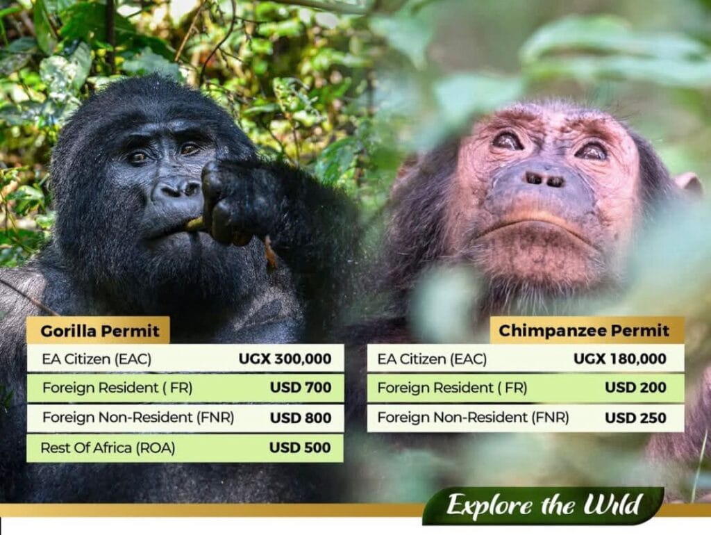How Much Does a Gorilla Habituation Permit Cost